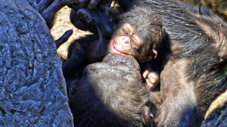 Nace una cría de chimpancé ante la vista del público en Valencia