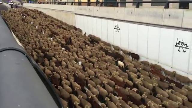 Más de 3.000 ovejas de paseo por León