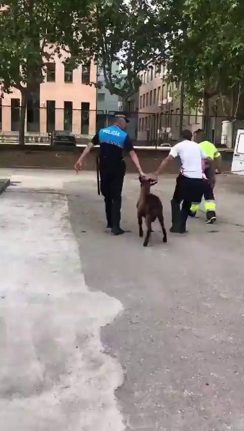 La Policía Municipal atrapa a una cabra que molestaba a vecinos y conductores