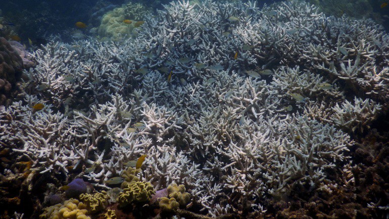 El mayor arricife de coral del mundo se deshace por el calentamiento global