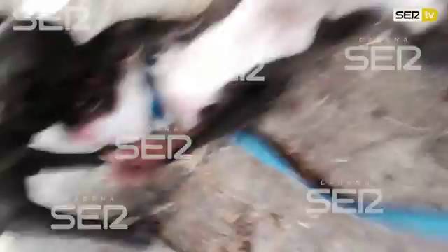 Peleas de perros: de Jaén a La Coruña