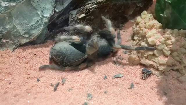 El fascinante vídeo de la muda de piel de una tarántula