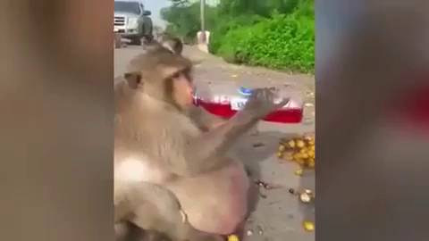 &#039;Tío Gordo&#039;, un mono obeso adicto a la comida basura, puesto a dieta
